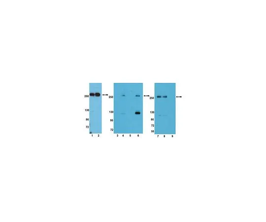 62-8389-66　抗磷mTOR (Thr2446);100μL　09-345