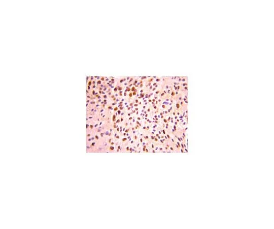 62-8453-21　抗Oligent-2;100μL　AB9610