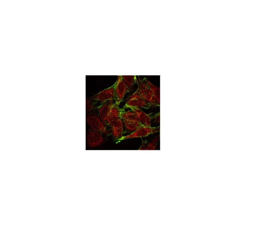 62-8374-98　抗NFκB,p65,克隆1G10.2;200μg　05-1469