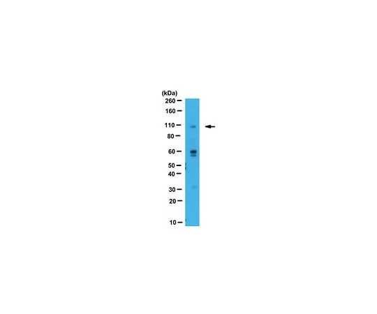 62-8456-88　反WWP2　ABC129
