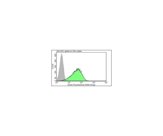 62-8381-97　抗FcεRIα亚基　06-725-I