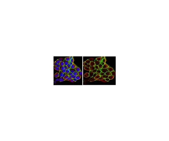 62-8388-75　抗热休克蛋白90α;100μg　7-74