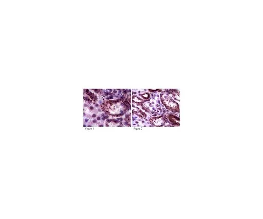 62-8460-60　反Sirt5;100μg　ABE198