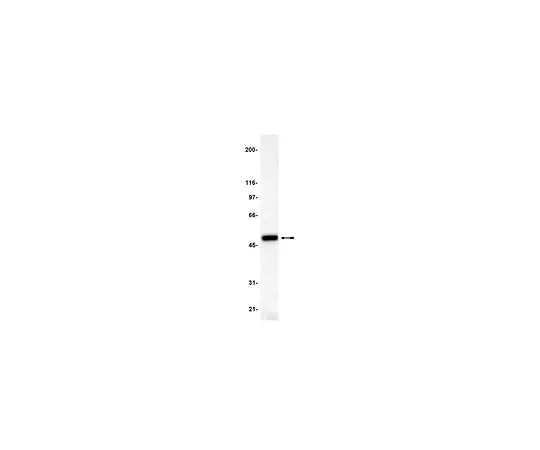 62-8383-49　抗p47-phows;200μL　07-001