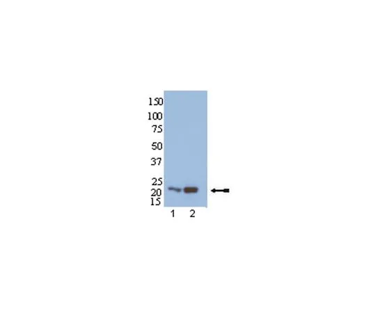 62-8386-99　抗Rap1;100μL　07-916