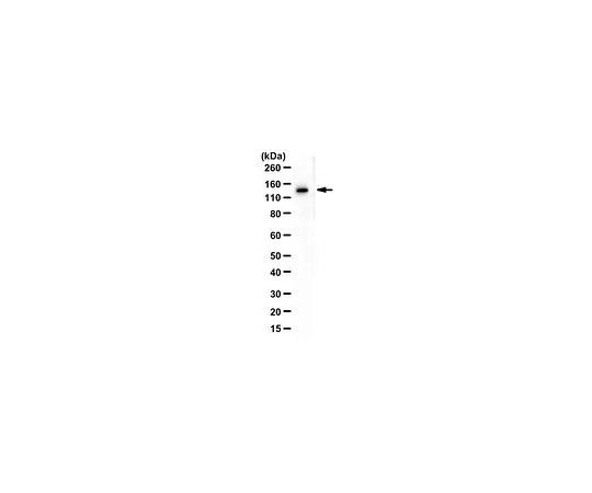 62-8464-14　抗DBC1抗体　ABE1950