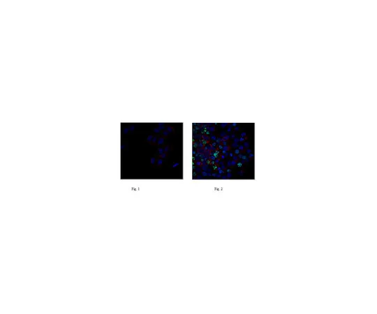 62-8372-10　抗磷-组蛋白H2A.X (Ser139) ，克隆JBW301, Alexa Fluor (R) 488共轭　05-636-AF488