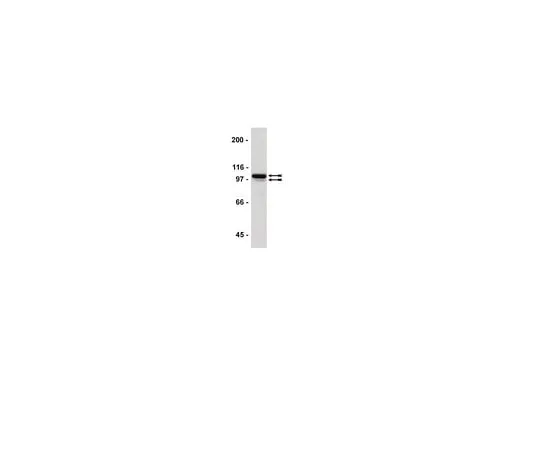 62-8393-50　ChIPAb+Sp1;25次检测　17-601