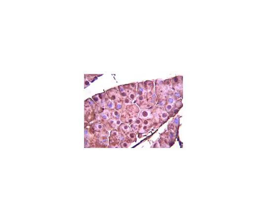 62-8454-60　抗索4;100μL　AB10537