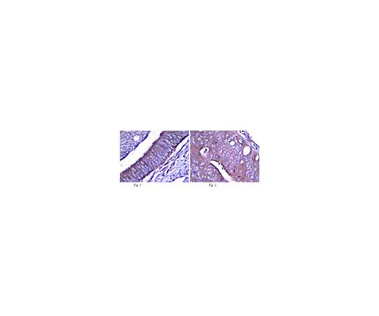 62-8469-32　抗缺口1,细胞外;100μL　ABS90