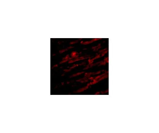 62-8464-85　抗UNC93B1　ABF215