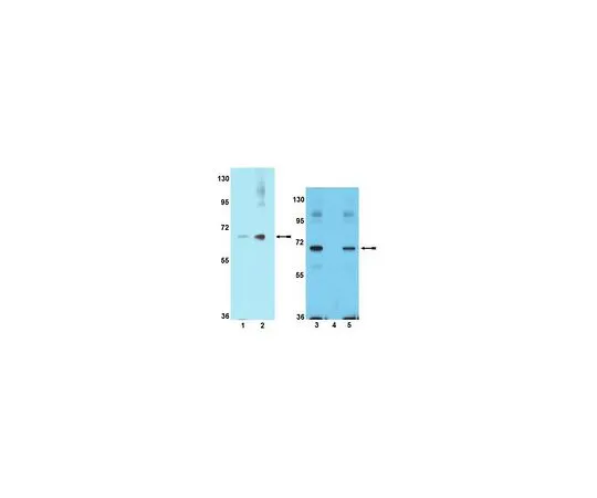62-8389-52　抗磷PAK1 (Ser199/Ser204);100μL　09-258