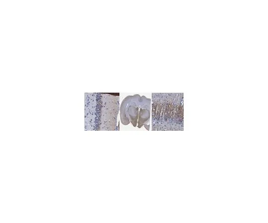 62-8446-54　抗VGluT2抗体　AB2251-I