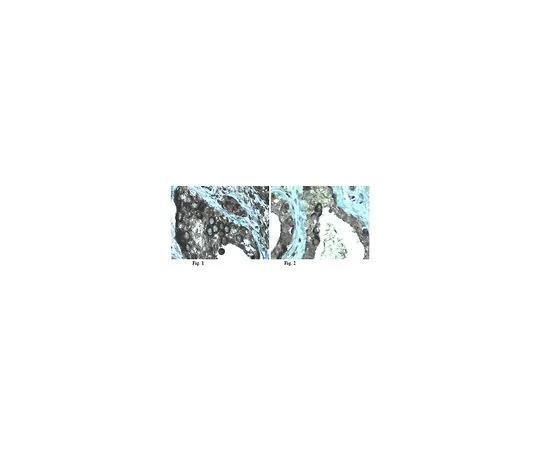 62-8448-87　抗DDX4 (Vasa);100μL　AB4330
