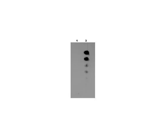 62-8448-88　抗乙酰-MVH (Lys405);100μL　AB4332
