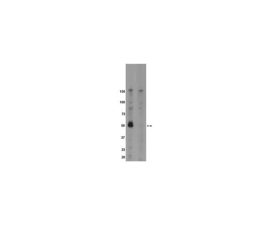 62-8389-39　抗磷酸钾 (Tyr342);100μL　09-144