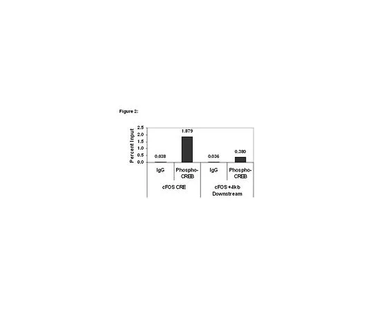 62-8394-26　ChIPAb+ (TM) Phospho-CREB (Ser133);25次检测　17-10131