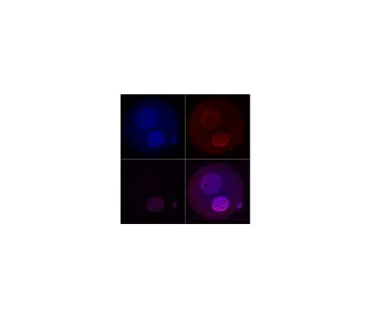 62-8461-02　抗TET3　ABE290