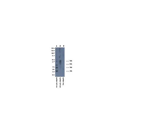 62-8374-58　抗泛素，Lys63特异性，克隆HWA4C4;100μg　05-1313