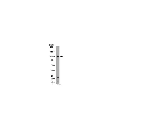 62-8454-85　抗mGluR4;50μg　AB15097