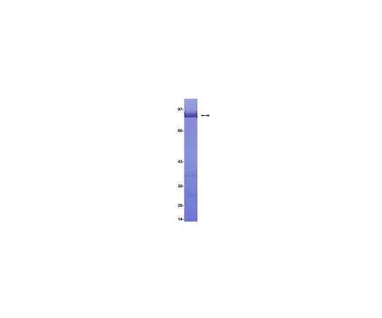 62-8390-75　MYPT1, (714-1004);50μg　12-421