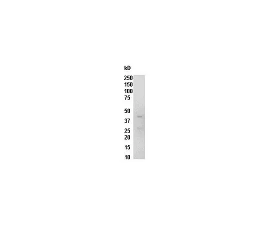 62-8391-74　Raf-1RBD, GST;300μg　14-863