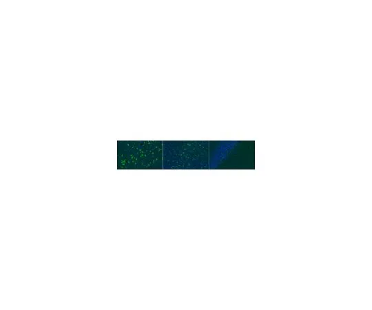 62-8468-85　抗SNAT2　ABN1734