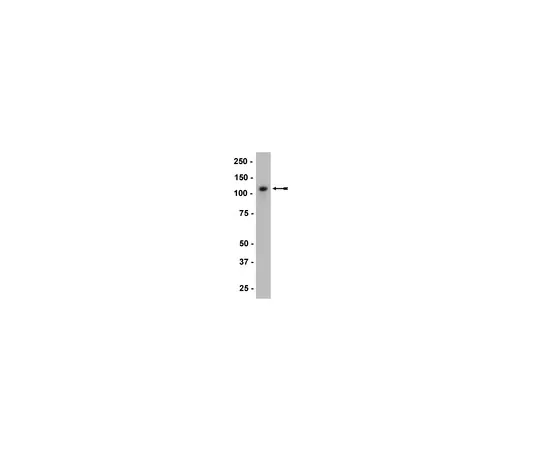 62-8373-69　抗P-Cadherin,克隆6A9;100μL　05-916