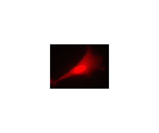62-8394-91　慢Brite (TM) RFP控制慢病毒生物传感器　17-10409