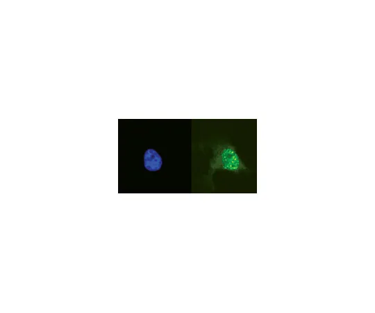 62-8372-09　抗磷酸组蛋白H2A.X (Ser139) ，克隆JBW301;200μg　05-636