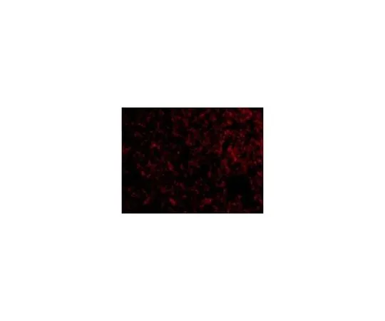 62-8458-91　抗IEX1　ABC844