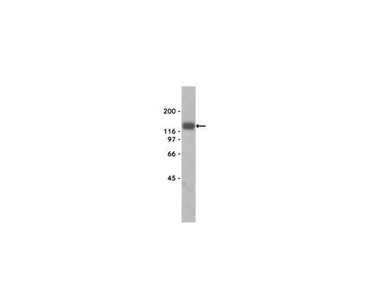 62-8370-71　抗α-雌激肽，克隆VIA4-1;200μL　05-298