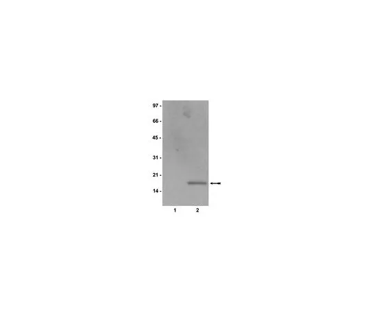 62-8384-70　抗乙酰组蛋白H2B;100μg　07-373