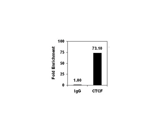 62-8393-97　ChIPAb+CTCF;25次检测　17-10044
