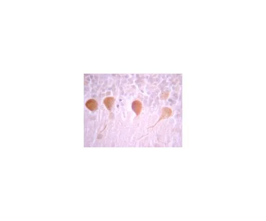 62-8387-90　抗G蛋白Giα1/2;100μg　07-1500