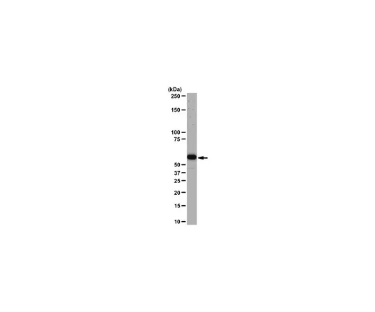 62-8368-62　抗Akt1/PKBα，克隆AW24;100μl　04-796
