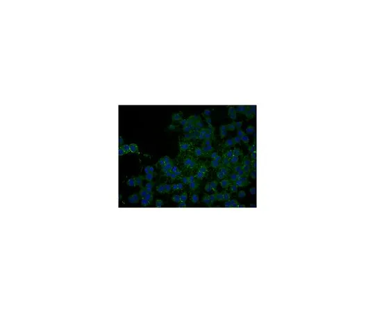 62-8449-69　抗NG2硫酸软骨素蛋白多糖，生物素共轭;100μL　AB5320B