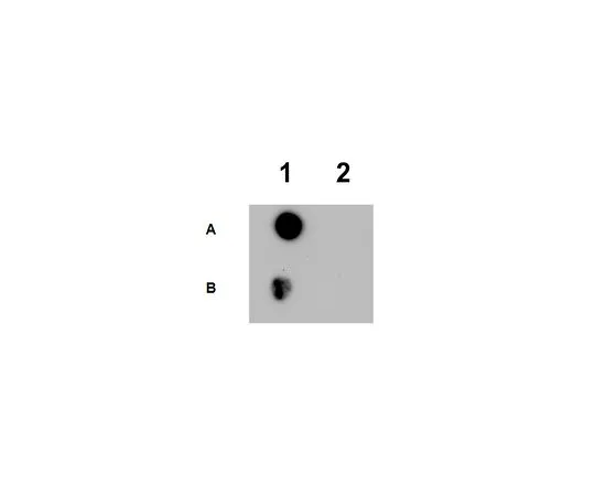 62-8461-23　抗-N-me2H2B　ABE353