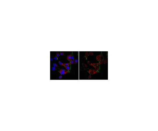 62-8383-33　抗SRp30a (SF2);100μL　06-1363
