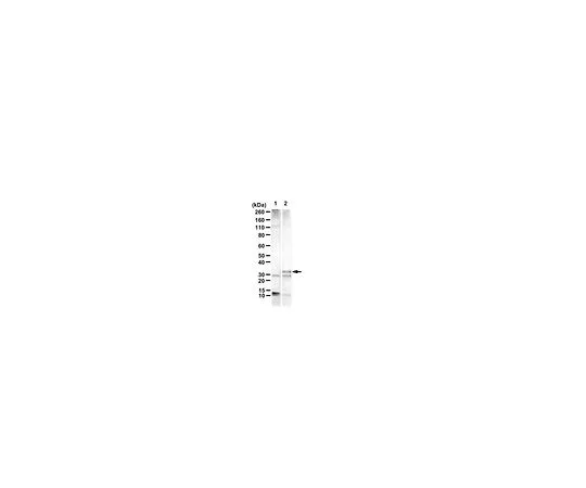 62-8459-24　抗UVRAG-FS突变体　ABC1434