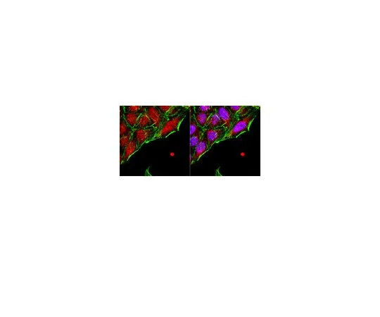 62-8452-13　反Nkx-3.1;100μg　AB5983