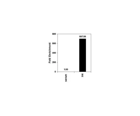 62-8382-18　抗乙酰组蛋白H4;200μL　06-866