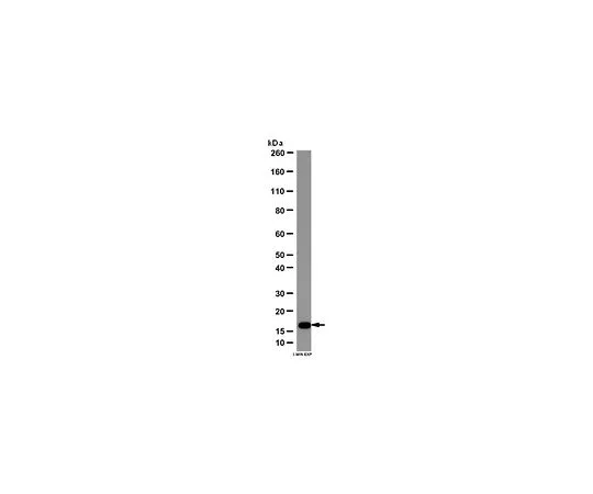 62-8456-58　抗线粒体裂变1蛋白 (Fis1);100μg　ABC67