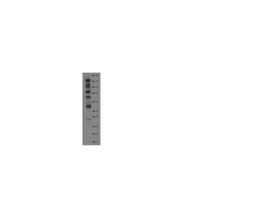 62-8392-83　4G10R铂，抗磷酸酪氨酸，生物素共轭;100μL　16-452