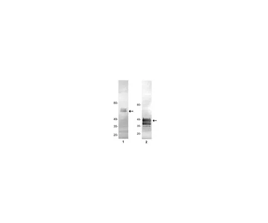 62-8373-50　抗蛋白C,克隆GMA-093;100μg　05-878