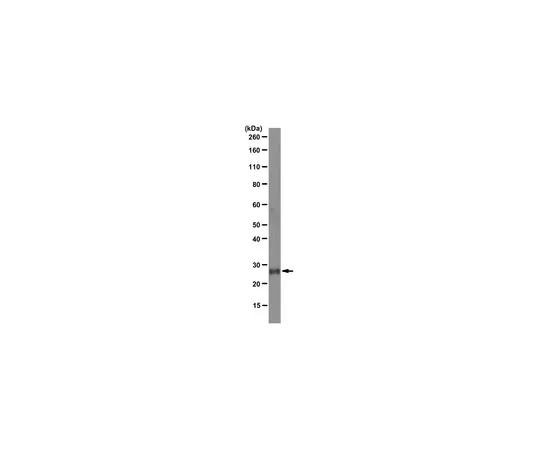 62-8369-05　抗Folr4 (叶酸受体4) ，克隆5E12.2;100μg　04-968