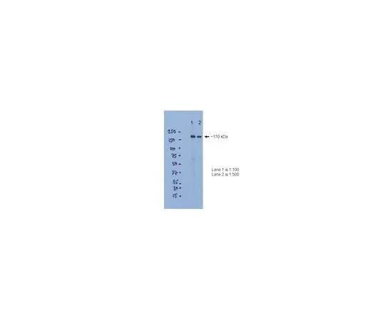 62-8498-52　抗NMDAR2B, C端子;100μL　MAB5778
