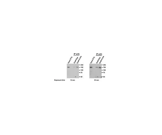 62-8527-39　反Cas9克隆7A9　MAC133