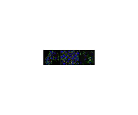 62-8526-99　抗β-肌动蛋白抗体，克隆4C2　MABT825