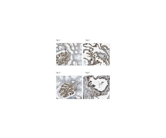 62-8493-54　抗整合素β1克隆N29;100μg　MAB2252